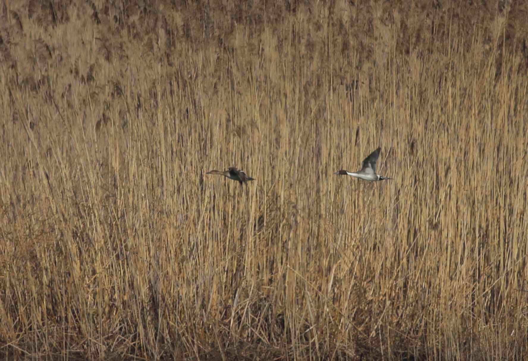 Northern Pintail